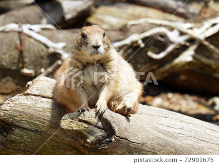 Prairie dog rodent 72901676