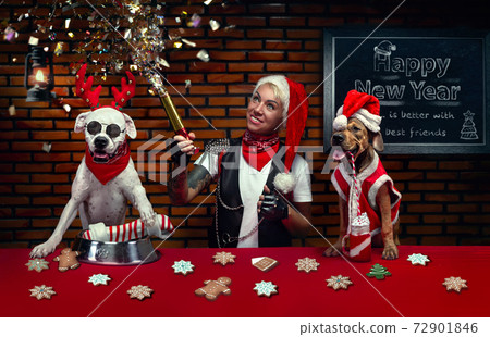 New Year's celebration of a woman and her dogs 72901846