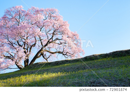 Sakura at dawn (one cherry tree in the upper flat) 72901874