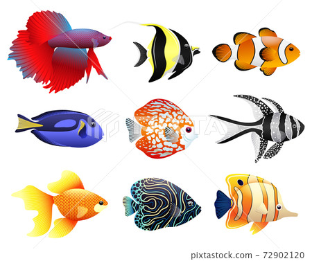 Fish vector collection - Stock Illustration [72902120] - PIXTA