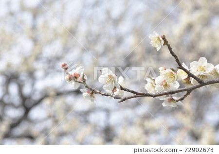 The white plum blossoms in the plum garden are in full bloom, and the scene is like a snowy landscape. The white plum blossoms in the plum garden are in full bloom, and the scene is like a snowy landscape. 72902673