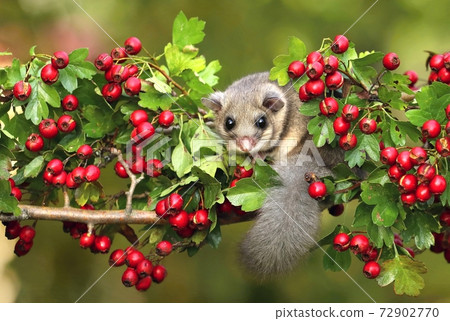 Fat dormouse Glis glis on branch of hawthorn Fat dormouse Glis glis on branch of hawthorn 72902770