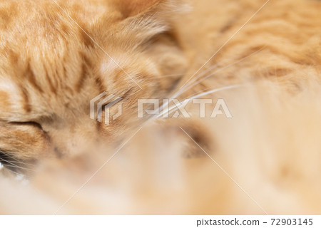 Sleeping face of a cat Brown tabby cat Sleeping face of a cat Brown tabby cat 72903145