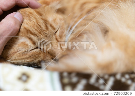 Live with a cat, tea tabby cat 72903209