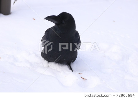 烏鴉在雪地上 烏鴉在雪地上 72903694