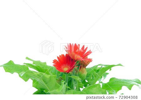 [Gerbera] (Depth synthesis) 72904308