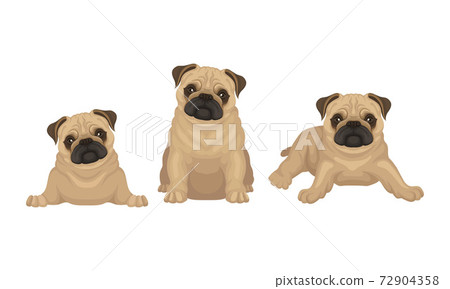 Pug with Wrinkly, Short-muzzled Face and Curled Tail Vector Set Pug with Wrinkly, Short-muzzled Face and Curled Tail Vector Set 72904358