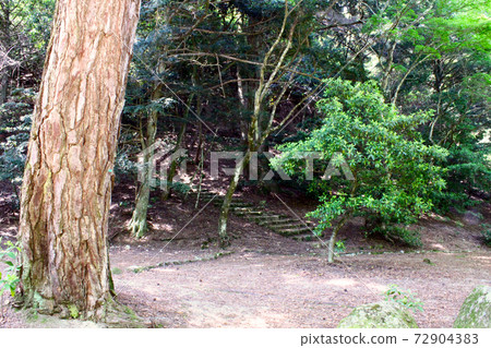 [Hiroshima] Miyajima in early summer, Momijidani Park with abundant fresh greenery 72904383
