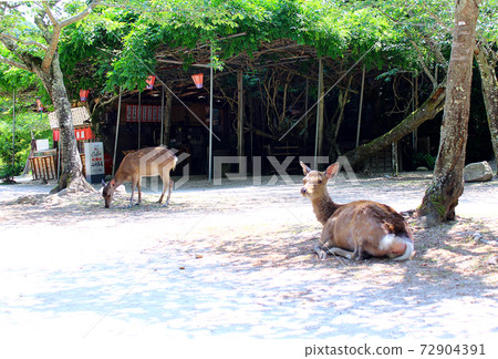 [Hiroshima] Deer relaxing in Momijidani, Miyajima in early summer 72904391