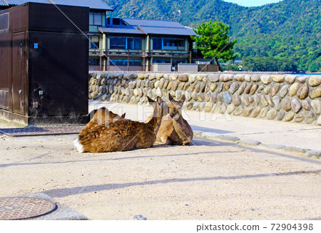 [Hiroshima] Miyajima in early summer Two deer playing in Omotesando in the early morning 72904398
