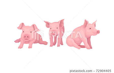 Pink Pig as Even-toed Ungulate Domestic Animal in Different Poses Vector Set 72904405