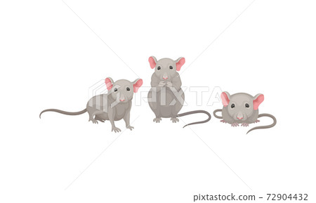 Mouse as Small Rodent with Rounded Ears and Grey Coat in Different Poses Vector Set 72904432