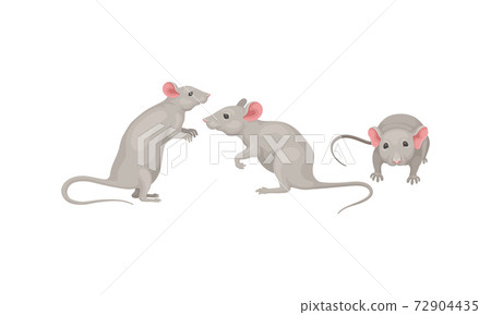 Mouse as Small Rodent with Rounded Ears and Grey Coat in Different Poses Vector Set 72904435