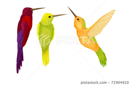Colibri or Hummingbird with Beating Wings and Bright Plumage Vector Set 72904928