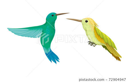 Colibri or Hummingbird with Beating Wings and Bright Plumage Vector Set Colibri or Hummingbird with Beating Wings and Bright Plumage Vector Set 72904947