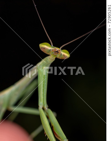 Small Mantid Nymph Small Mantid Nymph 72905261