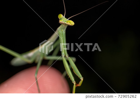 Small Mantid Nymph Small Mantid Nymph 72905262