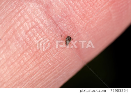 Brown Citrus Aphid Brown Citrus Aphid 72905264