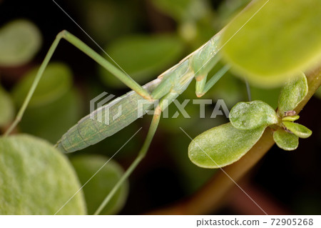 Small Mantid Nymph Small Mantid Nymph 72905268