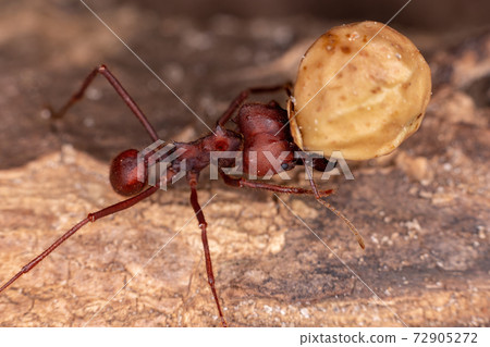 Adult Leaf cutter Ant 72905272