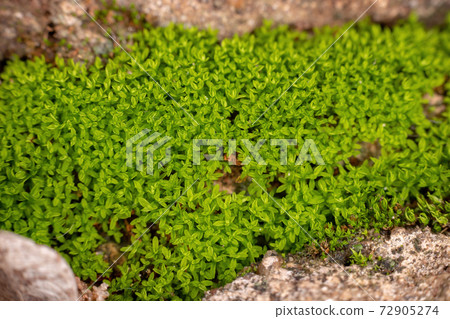 Green True Mosses 72905274