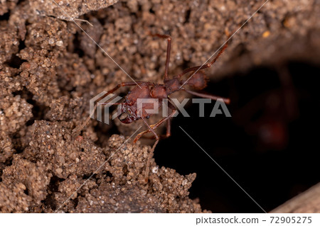 Adult Leaf cutter Ant Adult Leaf cutter Ant 72905275