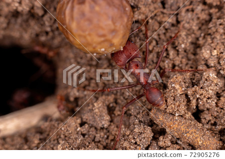 Adult Leaf cutter Ant Adult Leaf cutter Ant 72905276