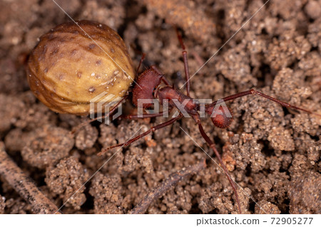 Adult Leaf cutter Ant Adult Leaf cutter Ant 72905277