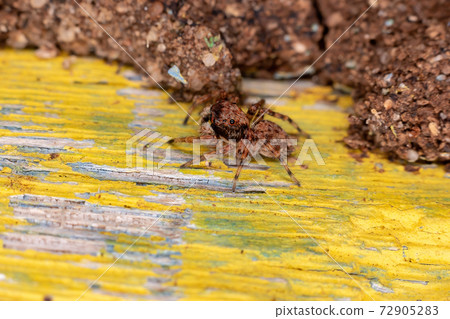 Small Jumping spider 72905283