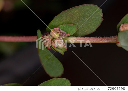 Red Caustic-Creeper with fruits and flowers Red Caustic-Creeper with fruits and flowers 72905298
