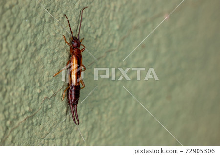 Adult Lined Earwig Adult Lined Earwig 72905306