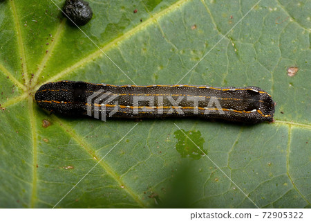 Small Caterpillar eating a plant 72905322