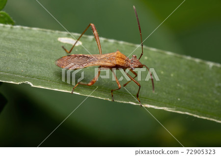 Adult Broad-headed Bug 72905323