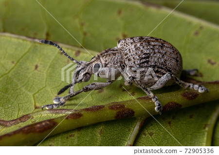 Broad-nosed Weevil on a green leaf Broad-nosed Weevil on a green leaf 72905336