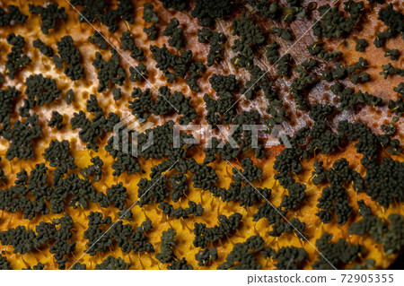 Sporangia of the Many Headed Slime scattered on dry leaves on the ground 72905355