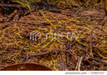 Plasmid of the Many Headed Slime spread on a root of a tree Plasmid of the Many Headed Slime spread on a root of a tree 72905357