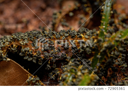 Sporangia of the Many Headed Slime scattered on dry leaves on the ground 72905361