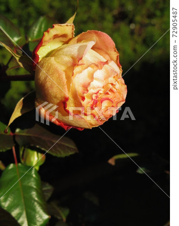 Augusta Luise (Rose) 72905487
