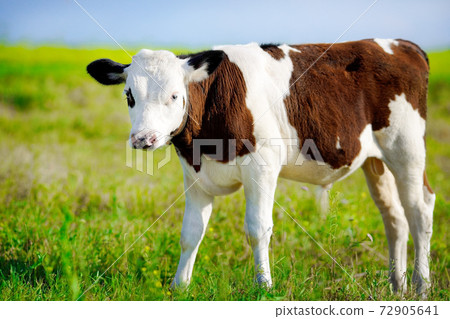 A young beautiful bull grazing on a green meadow on a bright Sunny day. Breeding cattle on the farm. 72905641