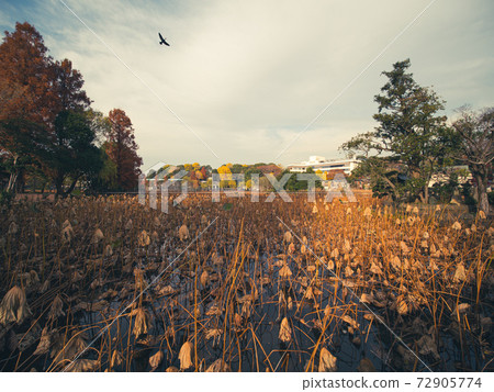冬天枯萎的蓮花忍者池塘 冬天枯萎的蓮花忍者池塘 72905774