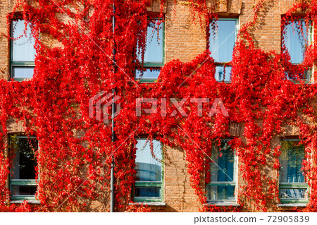 Autumnal view of red brick building covered by red foliage of parthenocissus. 72905839