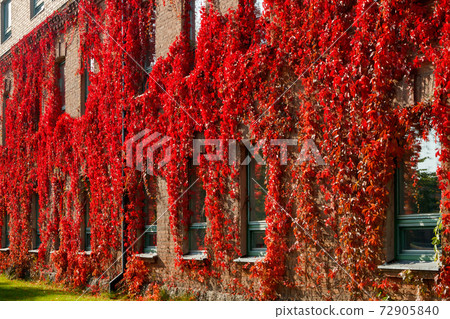 Autumnal view of red brick building covered by red foliage of parthenocissus. 72905840