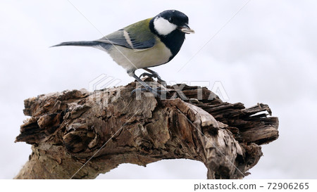 Great tit perching on a willow branch and pecking sunflower seeds Great tit perching on a willow branch and pecking sunflower seeds 72906265
