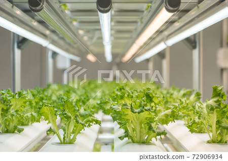 Experiment for growing Frillice Iceberg Lettuce in hydroponics indoors. Experiment for growing Frillice Iceberg Lettuce in hydroponics indoors. 72906934