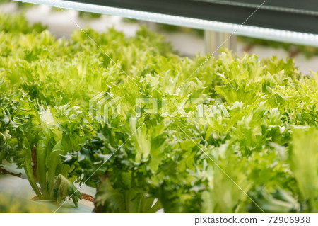 Experiment for growing Frillice Iceberg Lettuce in hydroponics indoors. Experiment for growing Frillice Iceberg Lettuce in hydroponics indoors. 72906938