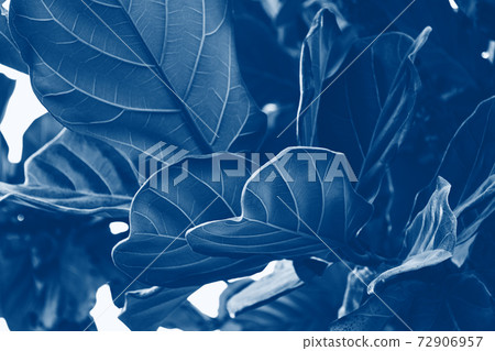 Beautiful tropical leaf texture, blue foliage nature background of green grass and exotic leaves garden 72906957