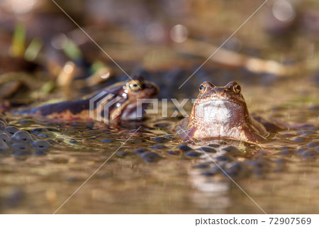 Common frogs laying eggs in a marsh Common frogs laying eggs in a marsh 72907569