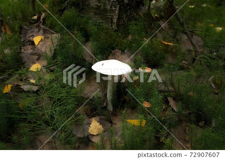 Closeup view of white poisoning grebe mushroom growing in autumn forest. 72907607