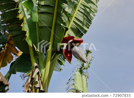 湄公河上的植物 72907855