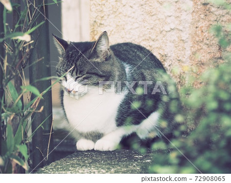 sleepy cat 72908065